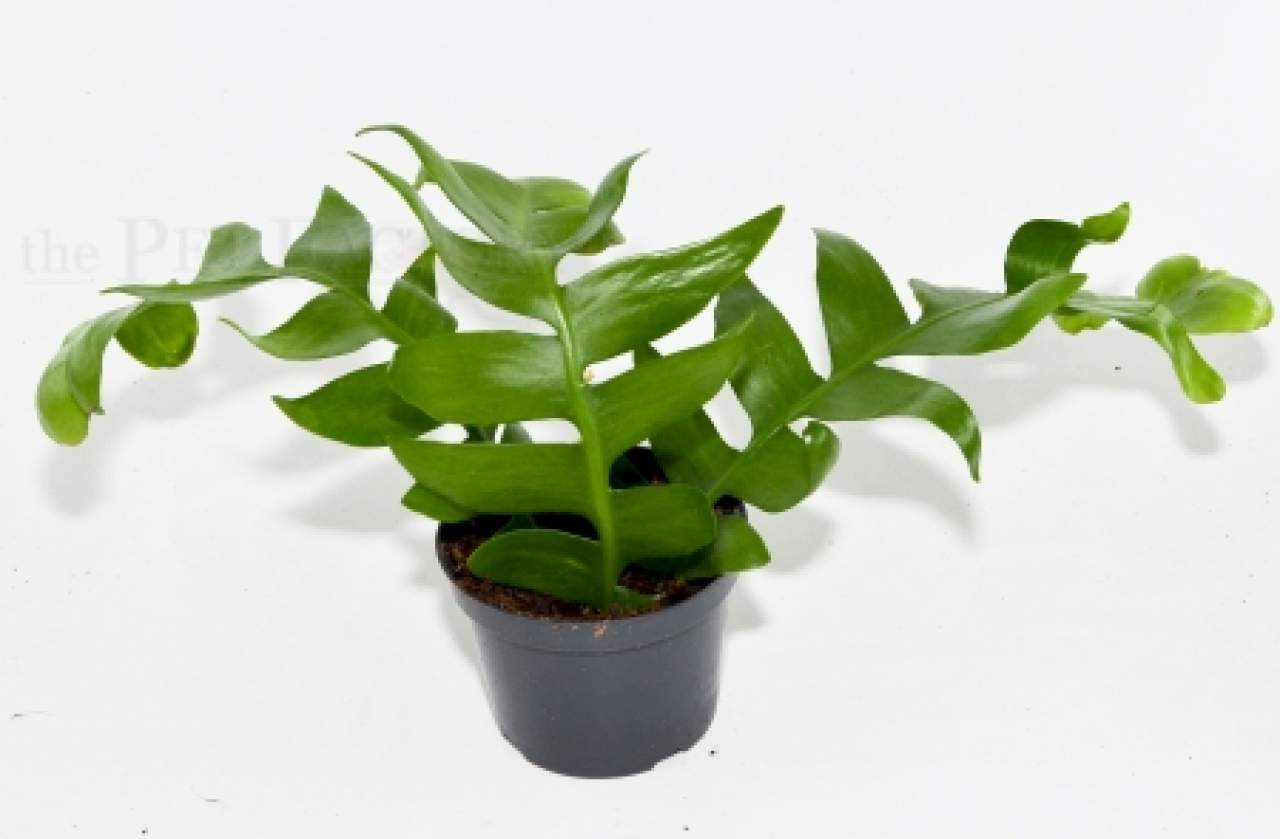 Epiphyllium angulifer f. FERN LEAF